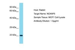 NCKAP5 Rabbit anti-Human, Polyclonal, Novus Biologicals 0.1 mL | Buy Online | Novus Biologicals | Fisher Scientific
